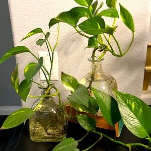 Empty Patron Tequila Bottle for Upcycling Crafts Hydroponics